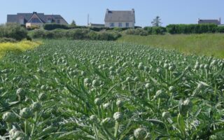 Eat seasonally: What’s in season in France in June